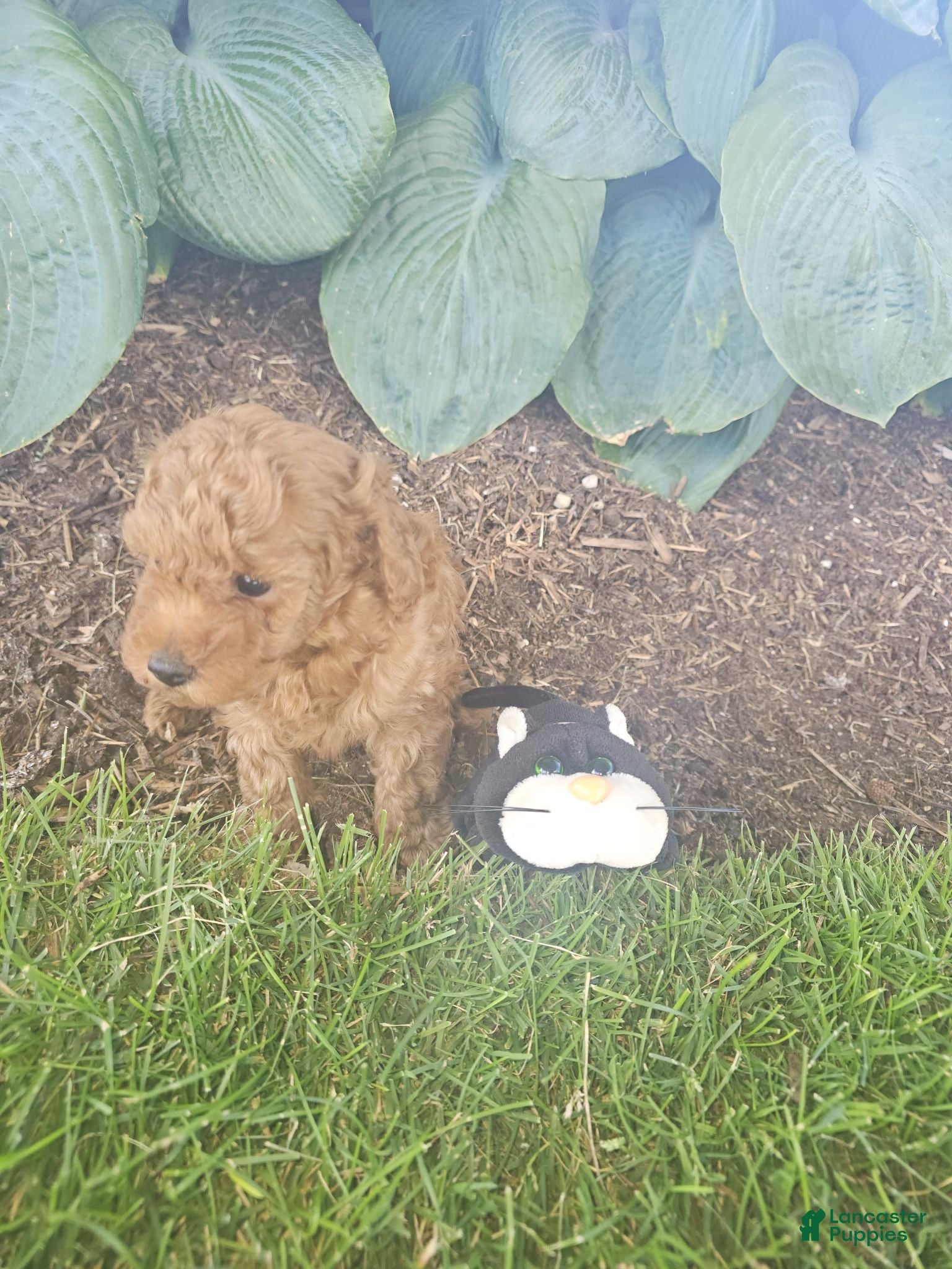 Toy Poodle dogs 🐶🐾Leo- AKC POTTY and Crate TRAINING 917-656-3567 (text) - Ad 2