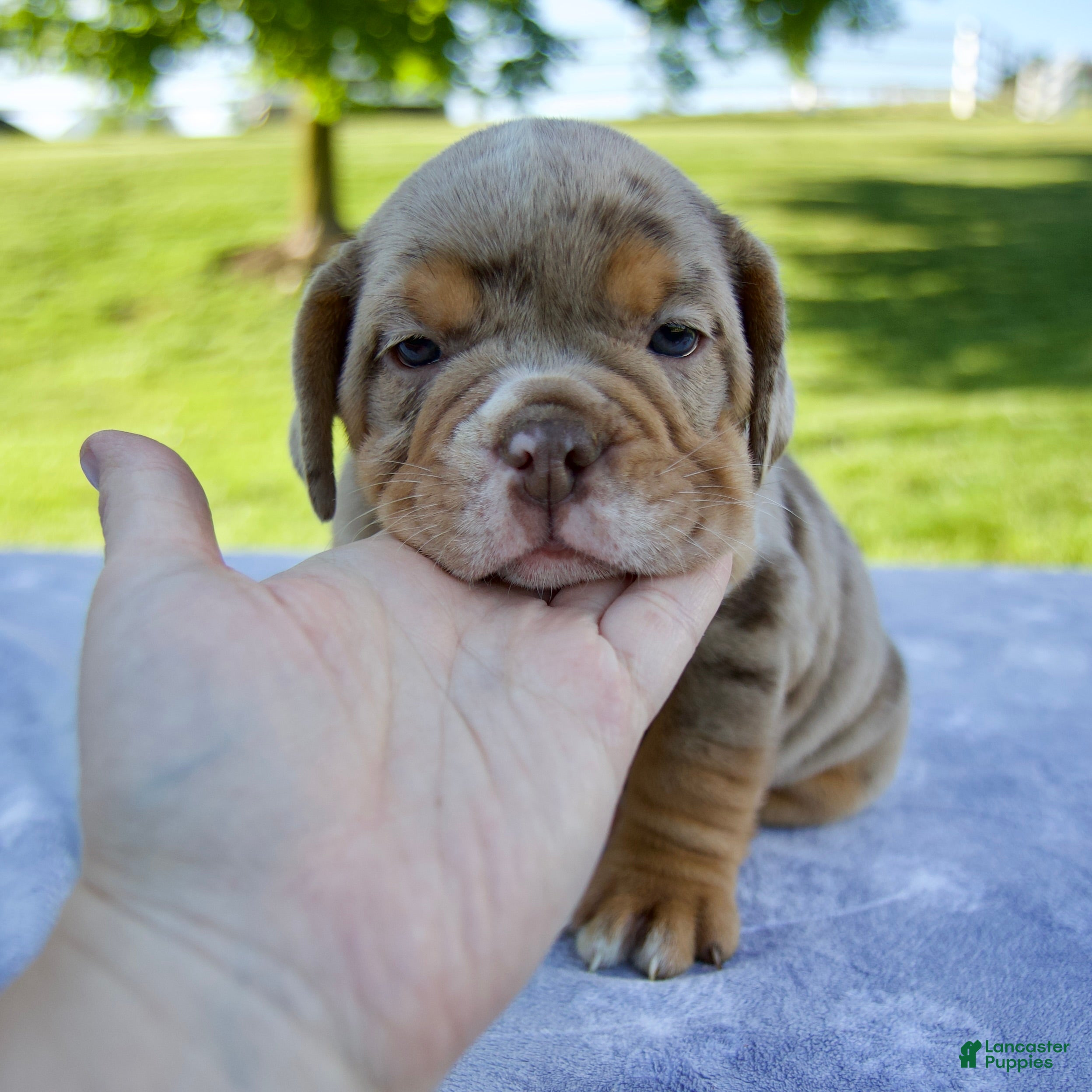 Beabull dogs Amber - Ad 1