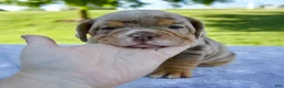 Beabull dogs for sale: Amber - Ad 1