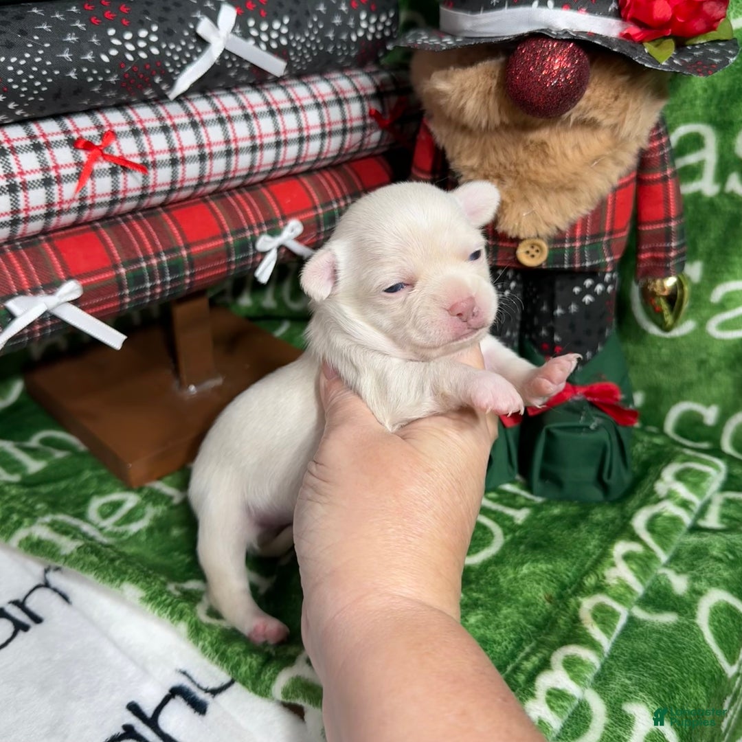 Chihuahua dogs for sale: Nova Short Coat - Ad 1