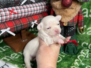 Chihuahua dogs Nova Short Coat - Ad 12