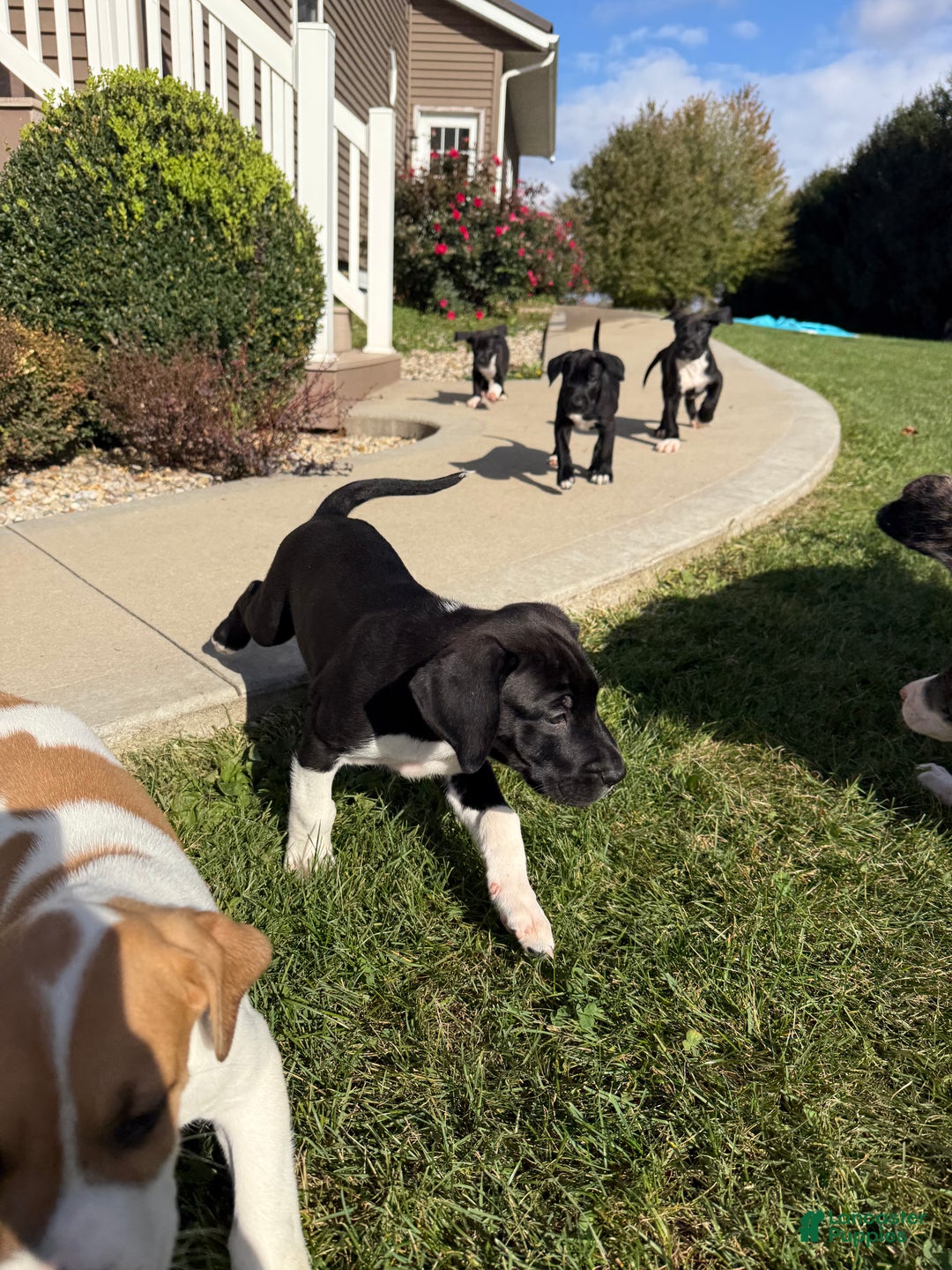 Mixed Breed dogs for sale: Lynx - Ad 9