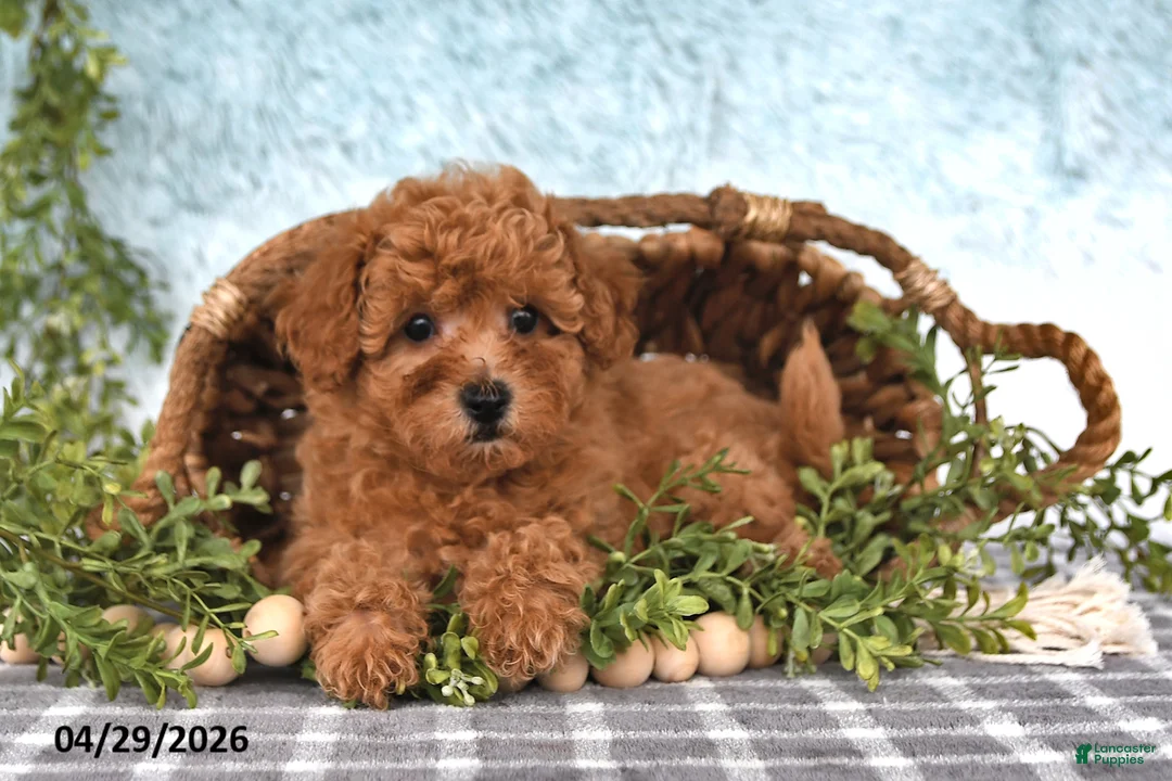 Bichpoo dogs for sale: Franci - Ad 2