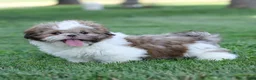 Shih Tzu dogs for sale: Snickers Shih Tzu  - Ad 4