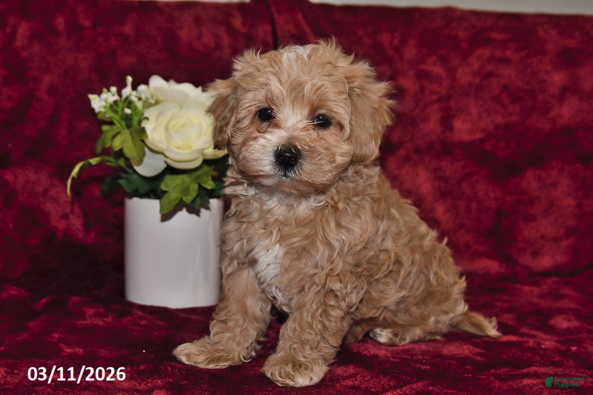 Maltipoo dogs Buster - Ad 1