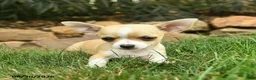 Chihuahua dogs for sale: Liberty  - Ad 4