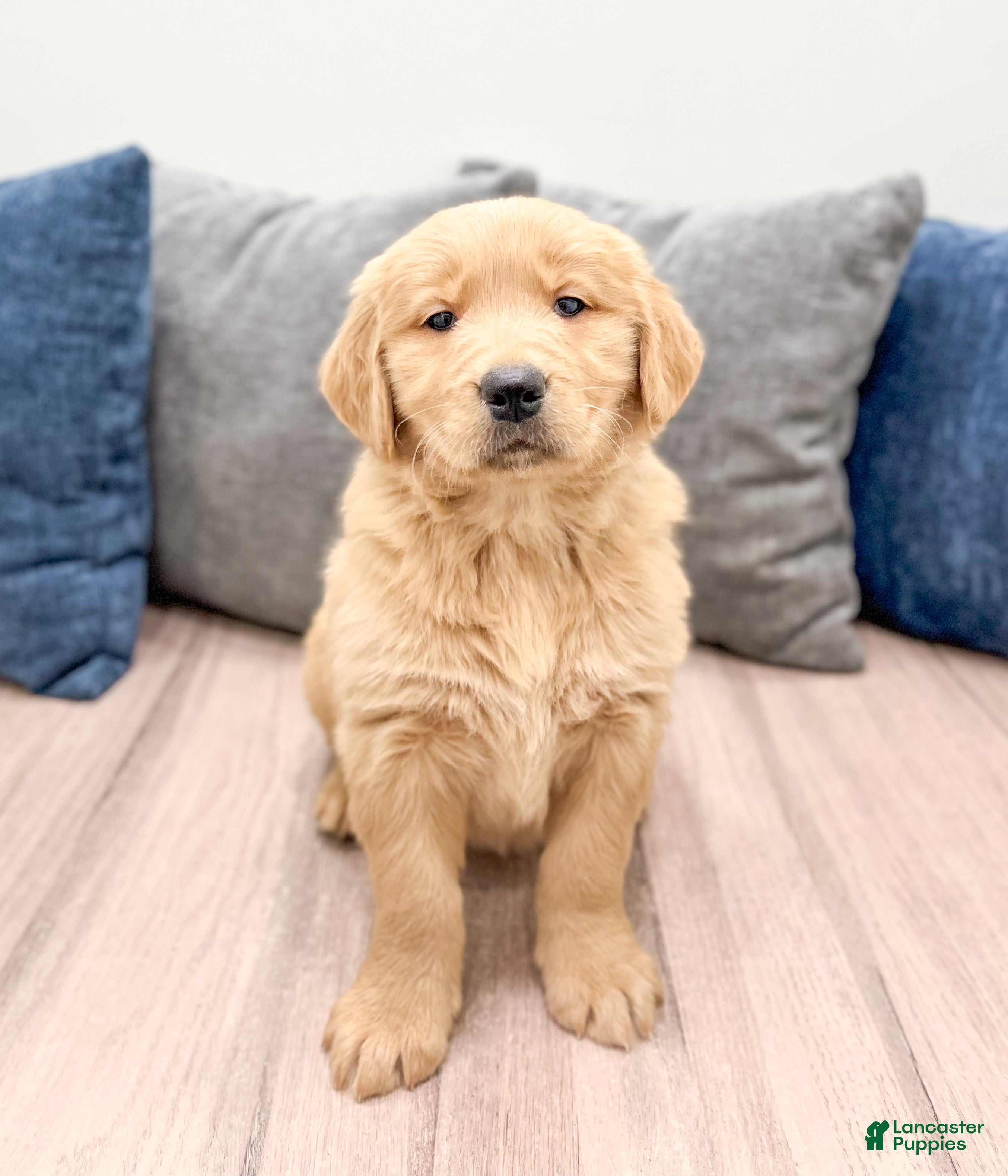 Golden Retriever dogs Millie - Ad 41