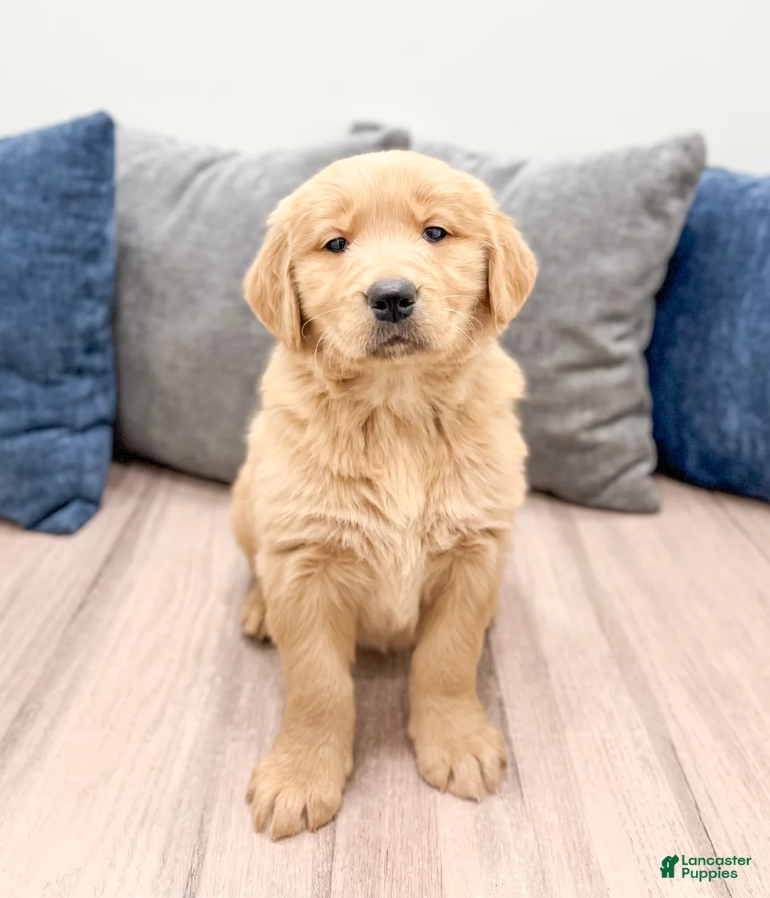 Golden Retriever dogs for sale: Millie - Ad 1