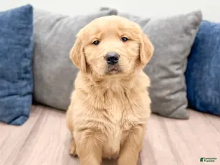 Golden Retriever dogs Millie - Ad 41