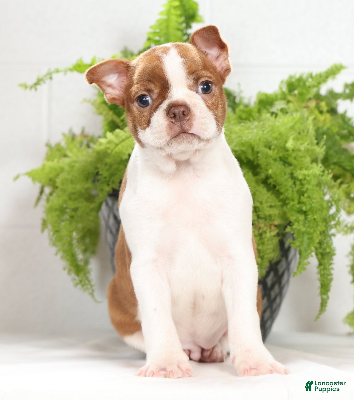 Boston Terrier dogs Cody - Ad 2