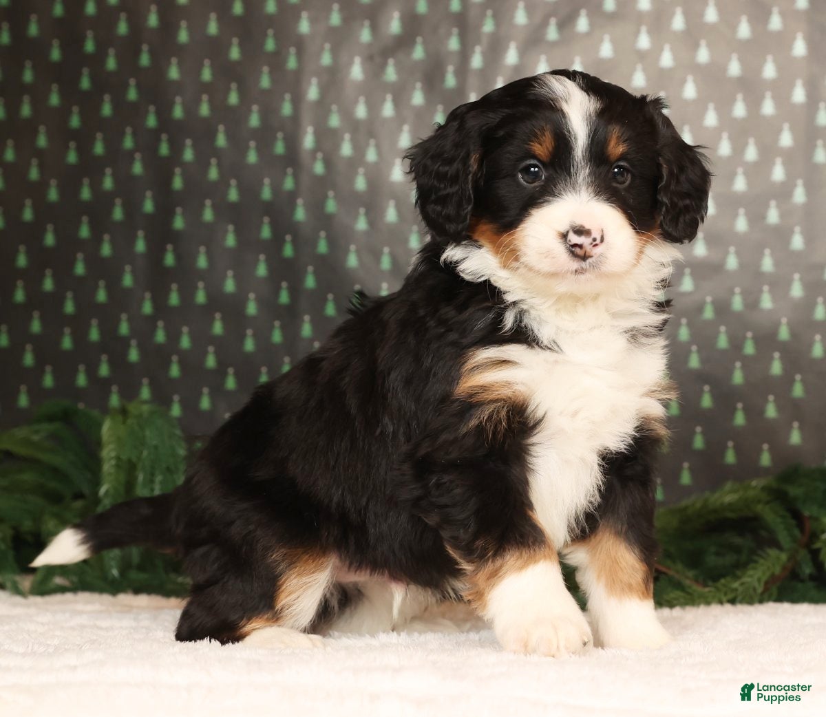 Mini Bernedoodle dogs Ranger - Ad 35
