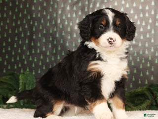 Mini Bernedoodle dogs Ranger - Ad 35