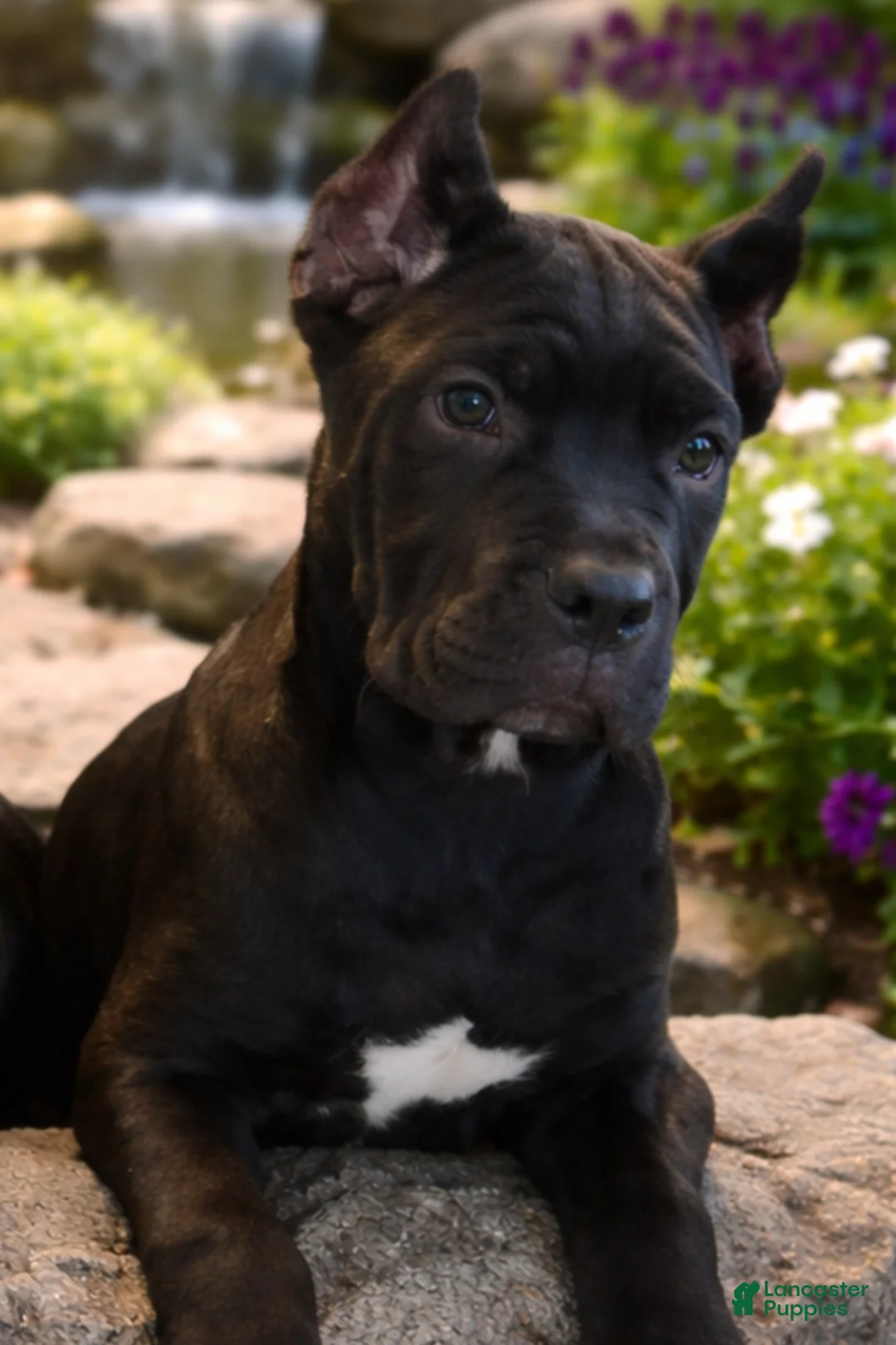 Cane Corso dogs for sale: Cane Corso Puppy 3 Marty - Ad 1