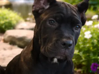 Cane Corso dogs Cane Corso Puppy 3 Marty - Ad 17
