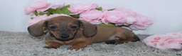 Miniature Dachshund dogs for sale: Kristie - Ad 3