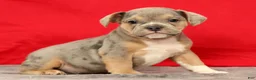 Beabull dogs for sale: Captain - Ad 3