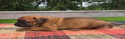 Cane Corso dogs for sale: AKC Vladimir  - Ad 5