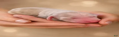 AKC Chloe