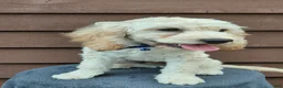Cockapoo dogs for sale: Sawyer-Male - Ad 3