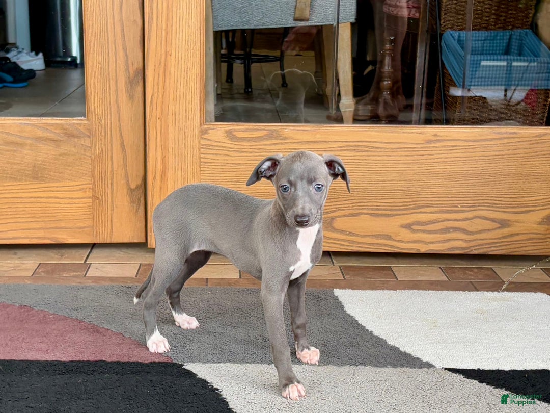 Italian Greyhound dogs for sale: Jenna - Ad 1