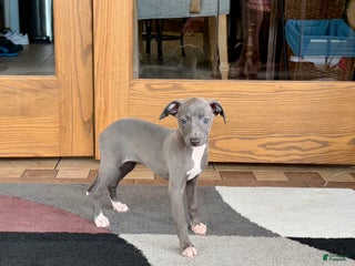 Italian Greyhound dogs Jenna - Ad 12