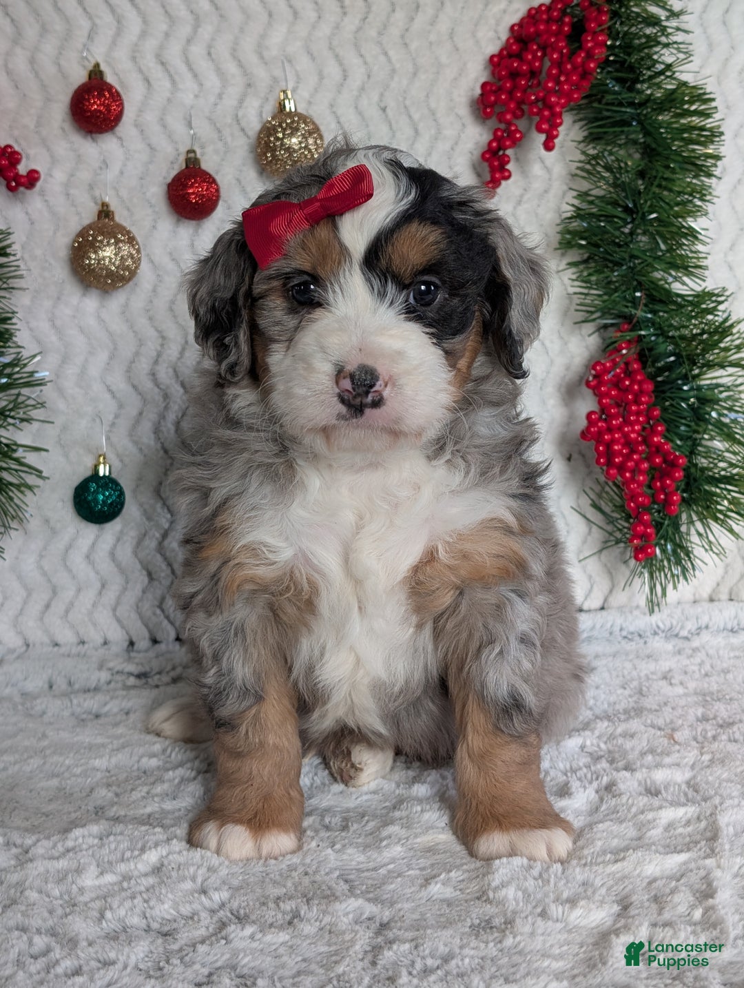 Mini Bernedoodle dogs for sale: Mini River - Ad 29