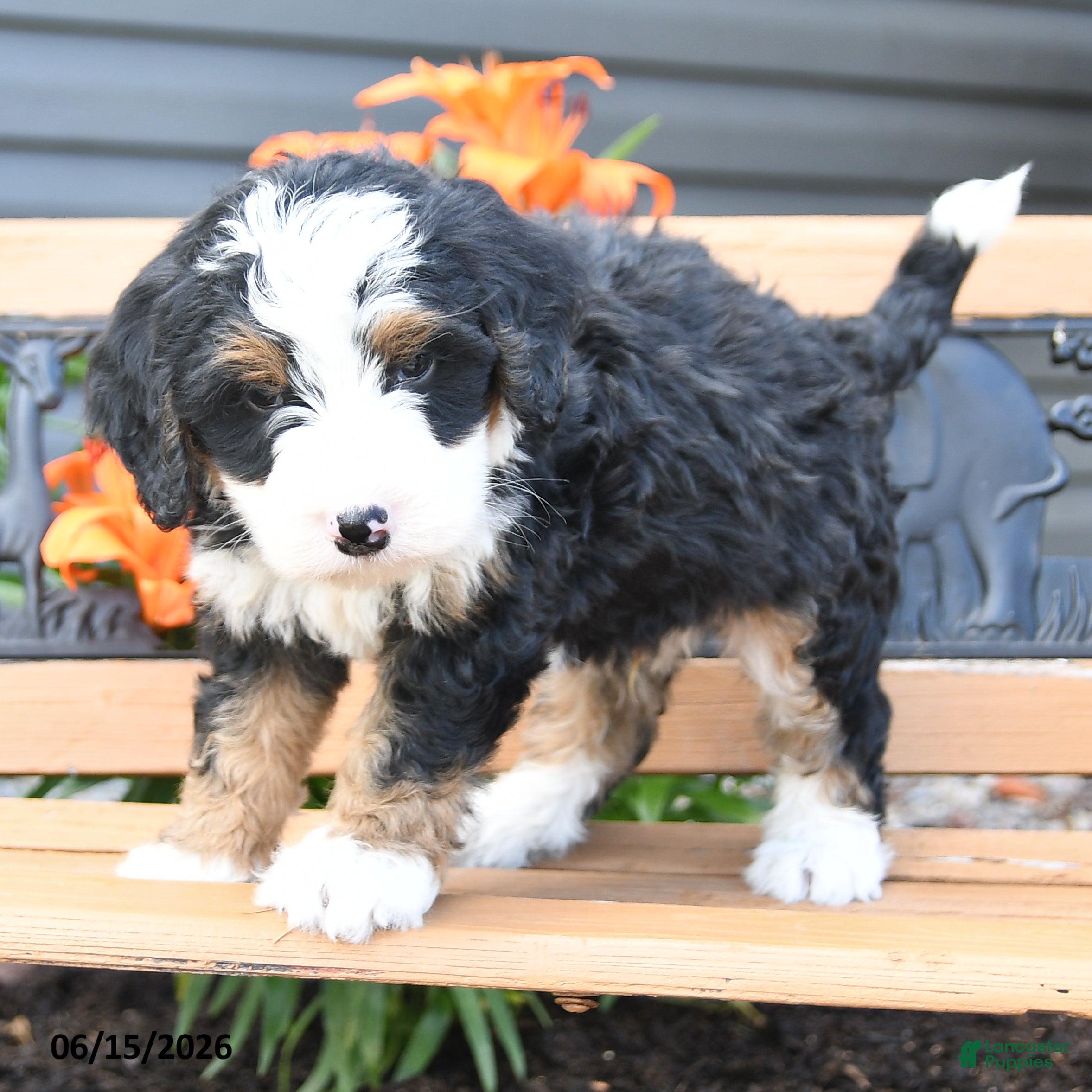 Bernedoodle dogs Maverick - Ad 2