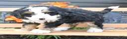 Bernedoodle dogs for sale: Maverick - Ad 2