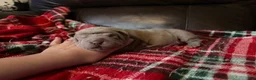 Shar Pei dogs for sale: Peter - Ad 5