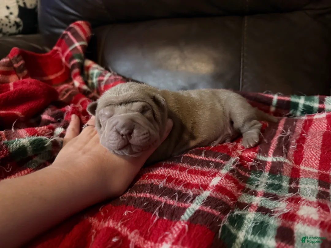 Shar Pei dogs for sale: Peter - Ad 5