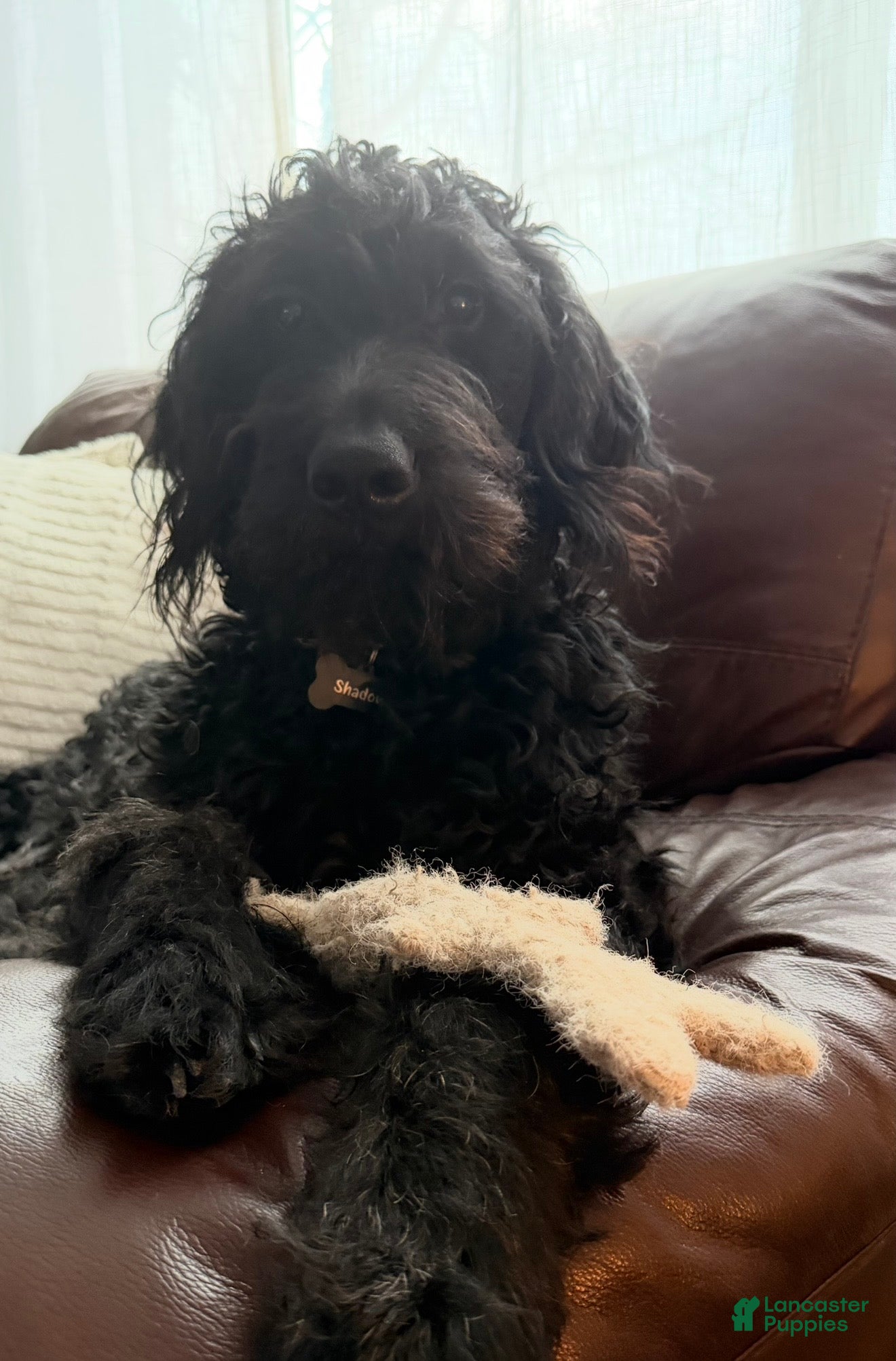 Goldendoodle dogs Shadow - Ad 41