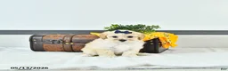 Maltipoo dogs for sale: Sadie - Ad 2
