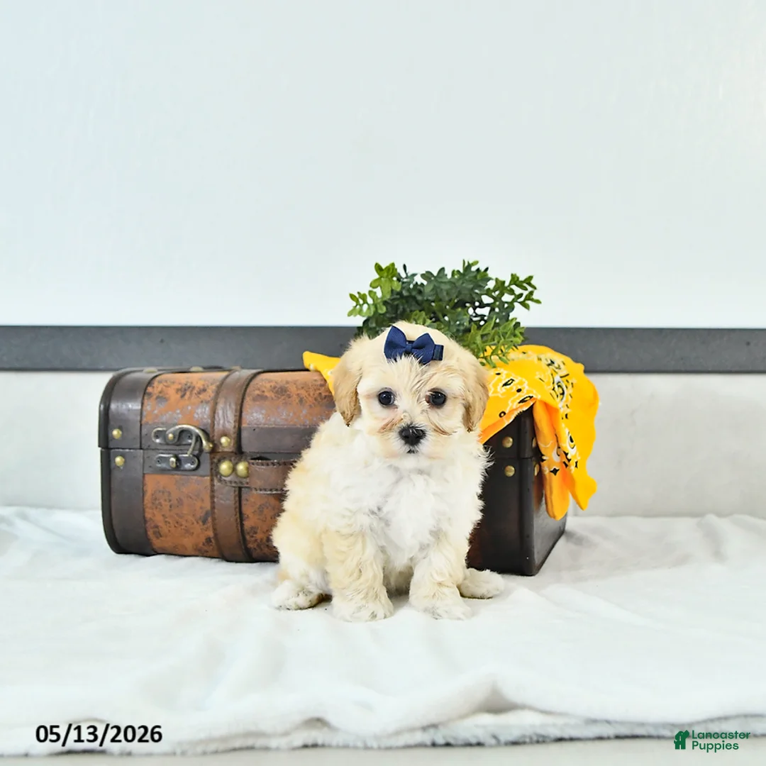 Maltipoo dogs for sale: Sadie - Ad 2