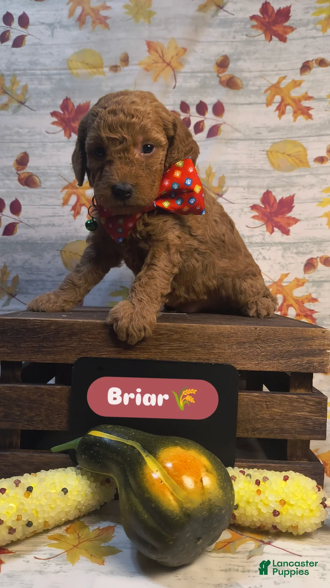 Mini Goldendoodle dogs for sale: Brier - Ad 1