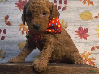 Mini Goldendoodle dogs - Ad 9