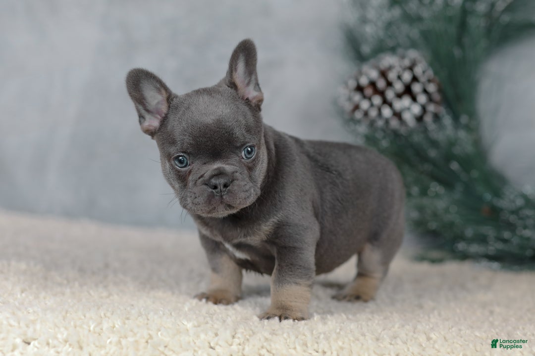 French Bulldog dogs for sale: Colby - Ad 2