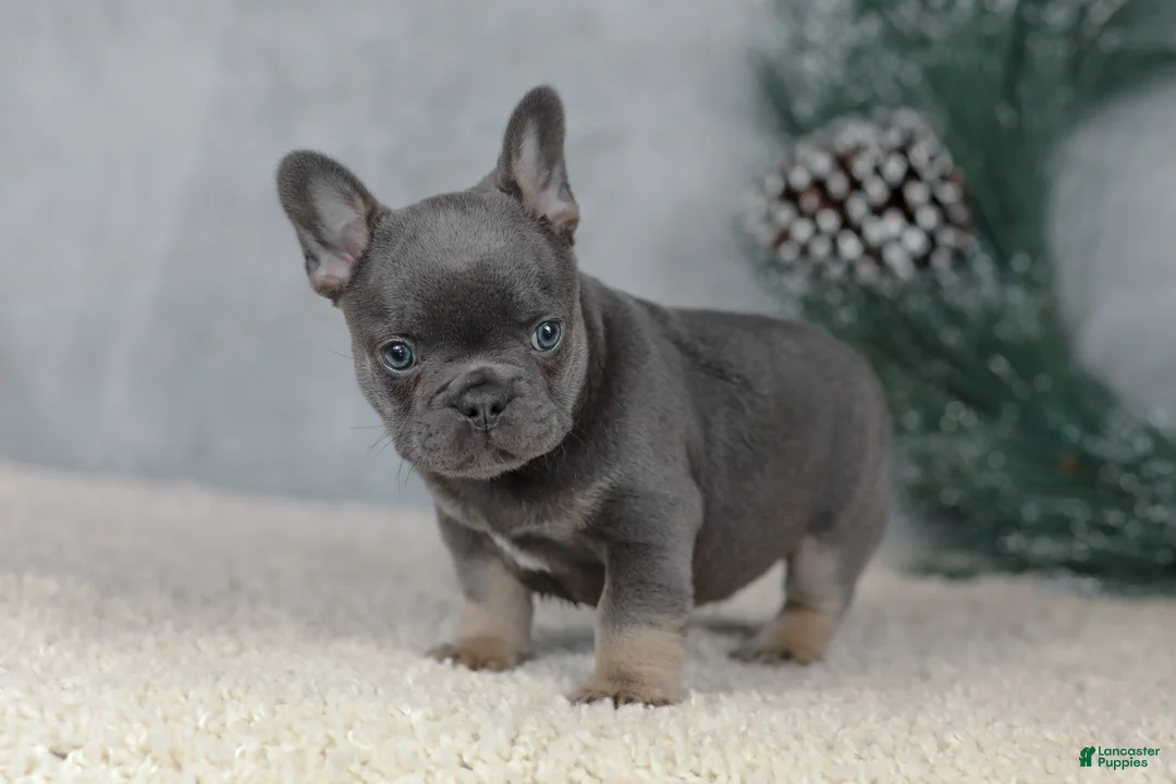 French Bulldog dogs for sale: Colby - Ad 2