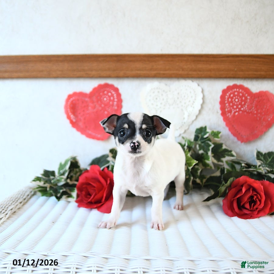 Chihuahua dogs Elf - Ad 1