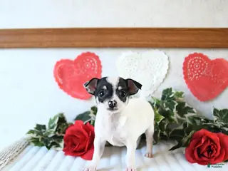 Chihuahua dogs Judson - Ad 5