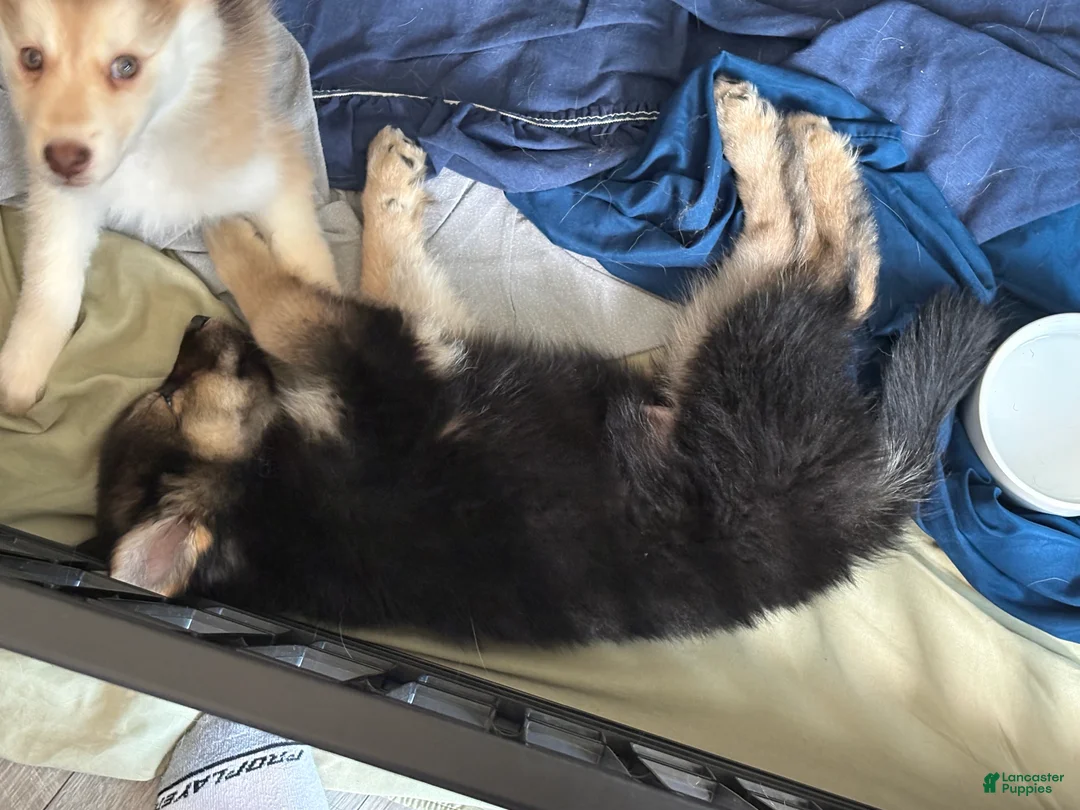 Gerberian Shepsky dogs for sale: Gerberian Shepsky Puppy 3 - Ad 2