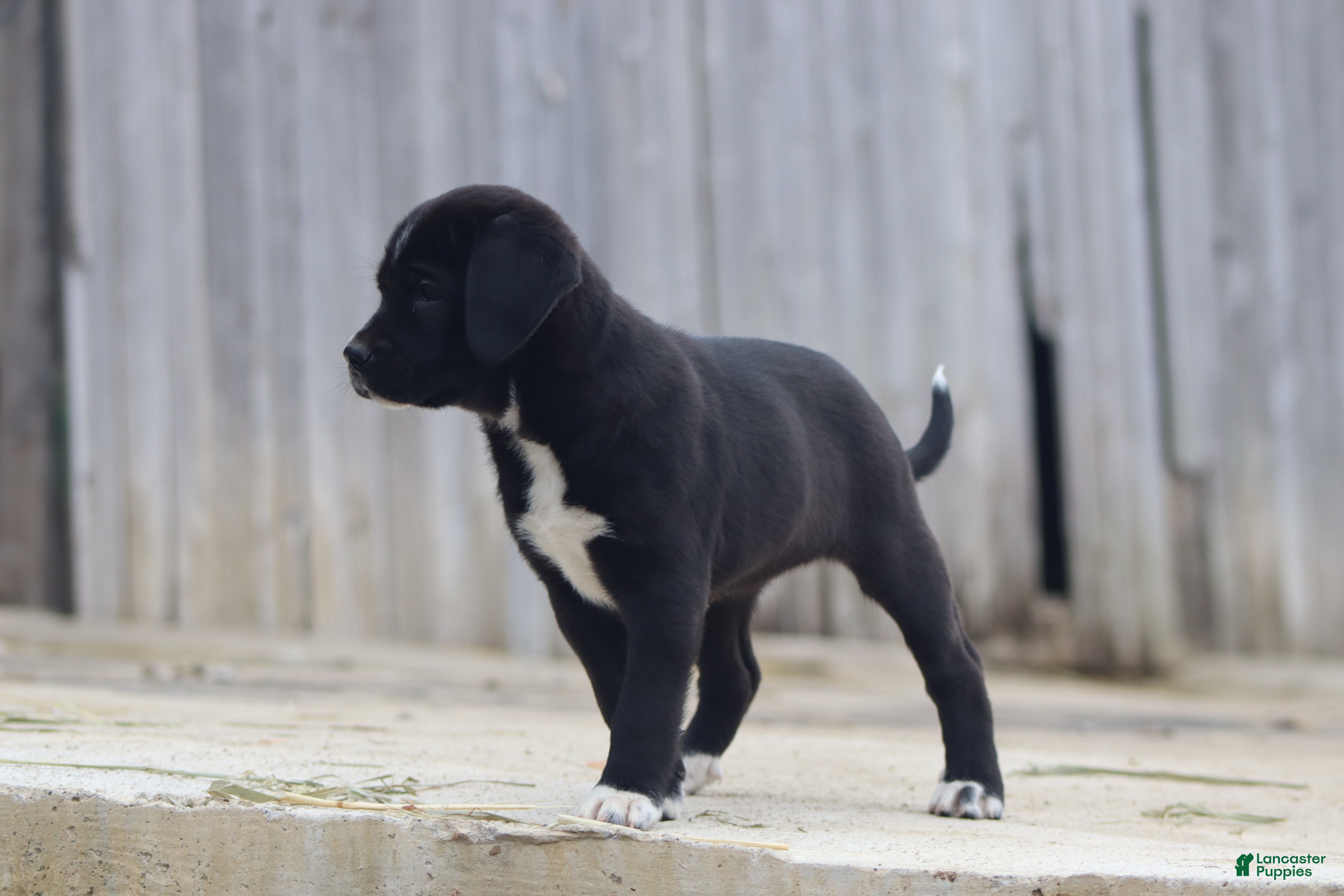 Mixed Breed dogs Boots - Ad 2