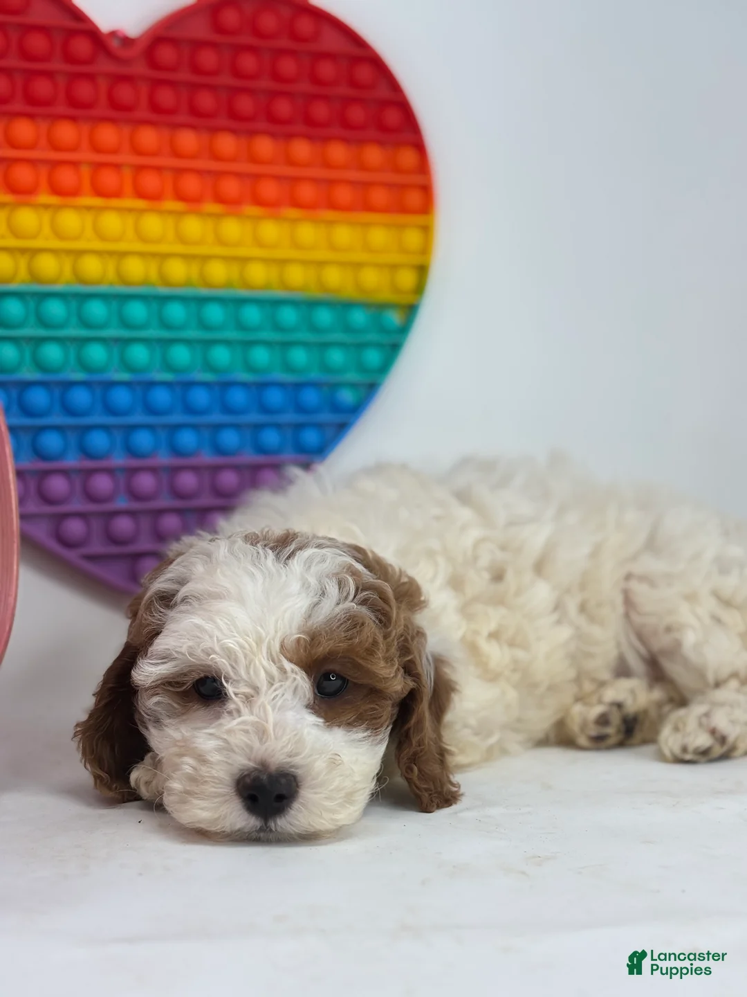 Mini Goldendoodle dogs for sale: Fiona - Ad 1