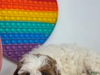 Mini Goldendoodle dogs Fiona - Ad 7