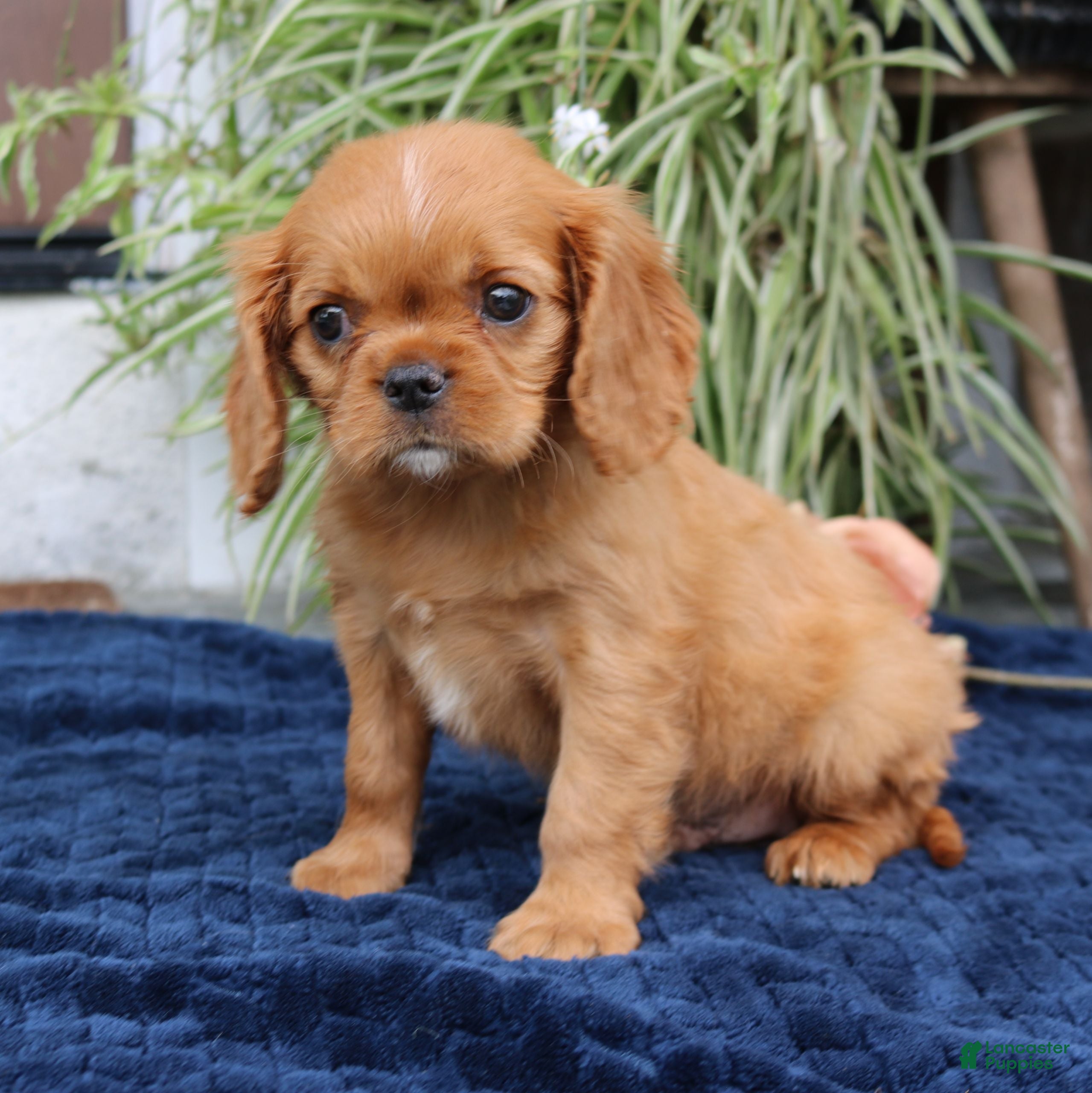 Cavalier King Charles Spaniel dogs Jordan  - Ad 2
