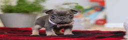 Frenchton dogs for sale: Lilac - Ad 5