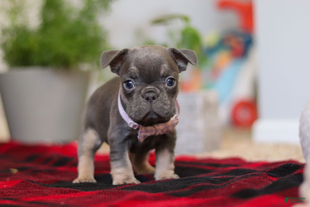 Frenchton dogs for sale: Lilac - Ad 5