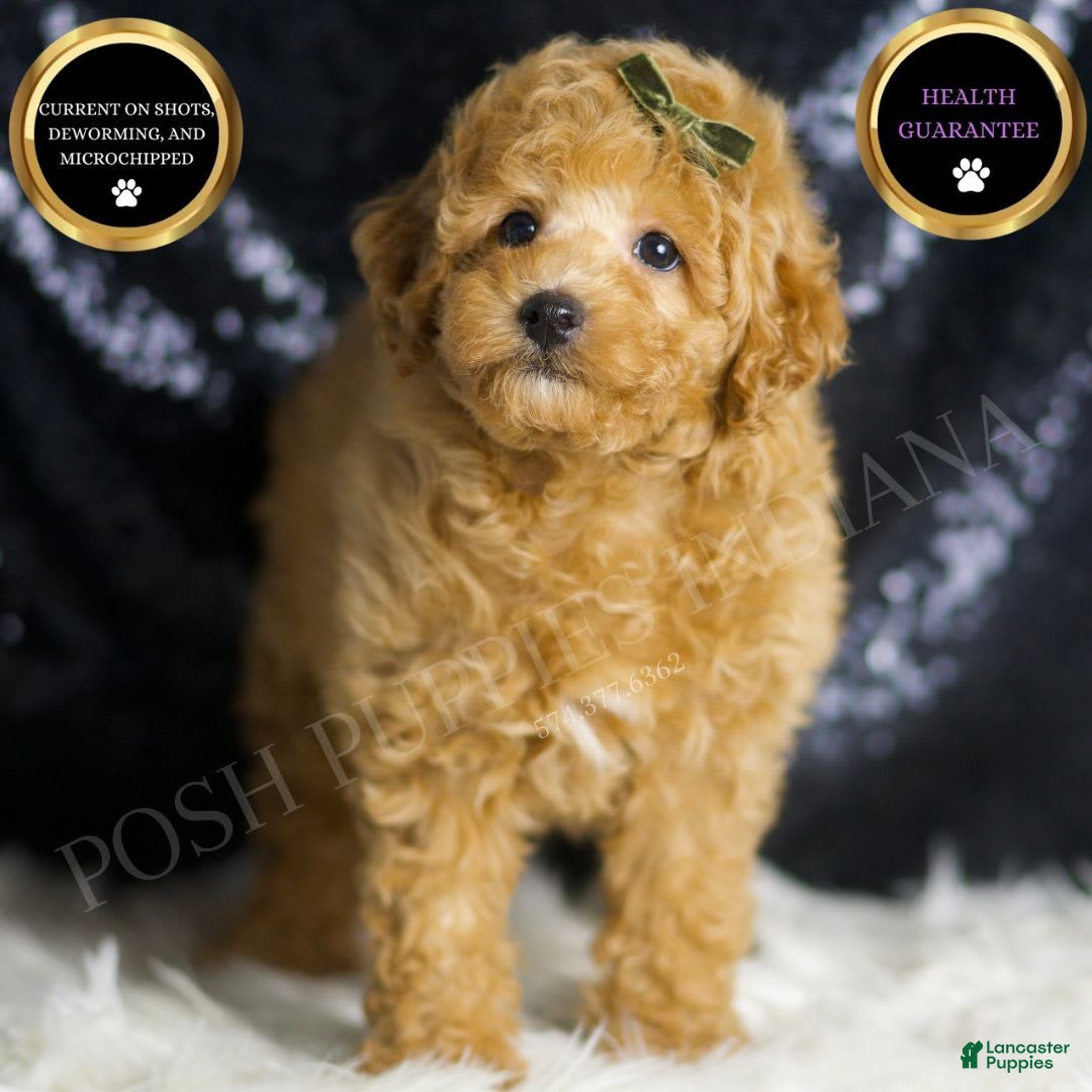 Toy Poodle dogs Mannie - Ad 1