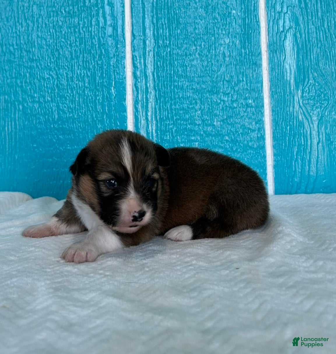 Welsh Corgi Pembroke dogs Alexis Welsh Corgi Pembroke Puppy  - Ad 1