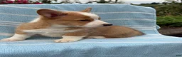 Welsh Corgi Pembroke dogs for sale: Jojo - Ad 9