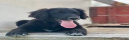Mixed Breed dogs for sale: Bella - Ad 3